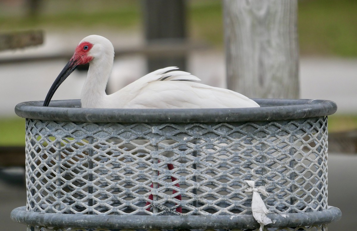 ibis bílý - ML620211932