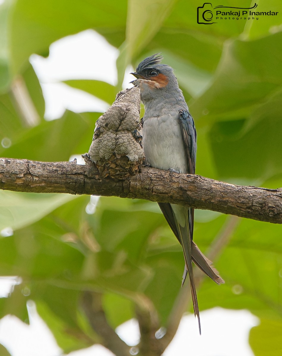 Crested Treeswift - ML620211939