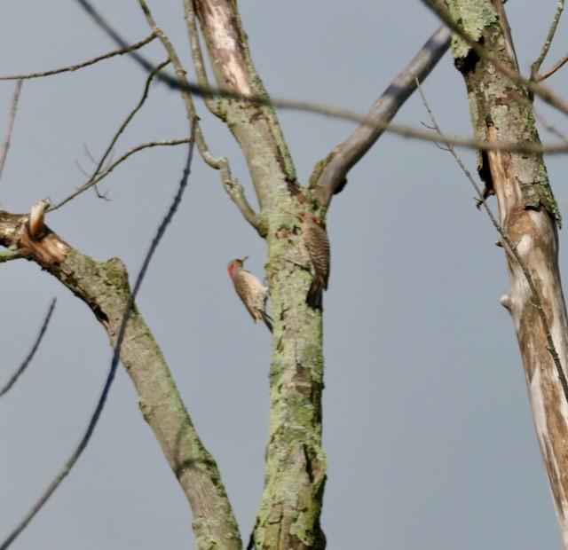 Northern Flicker - ML620211941