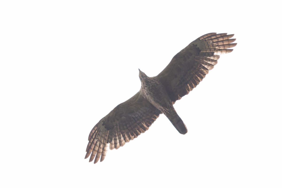 Oriental Honey-buzzard - ML620211953