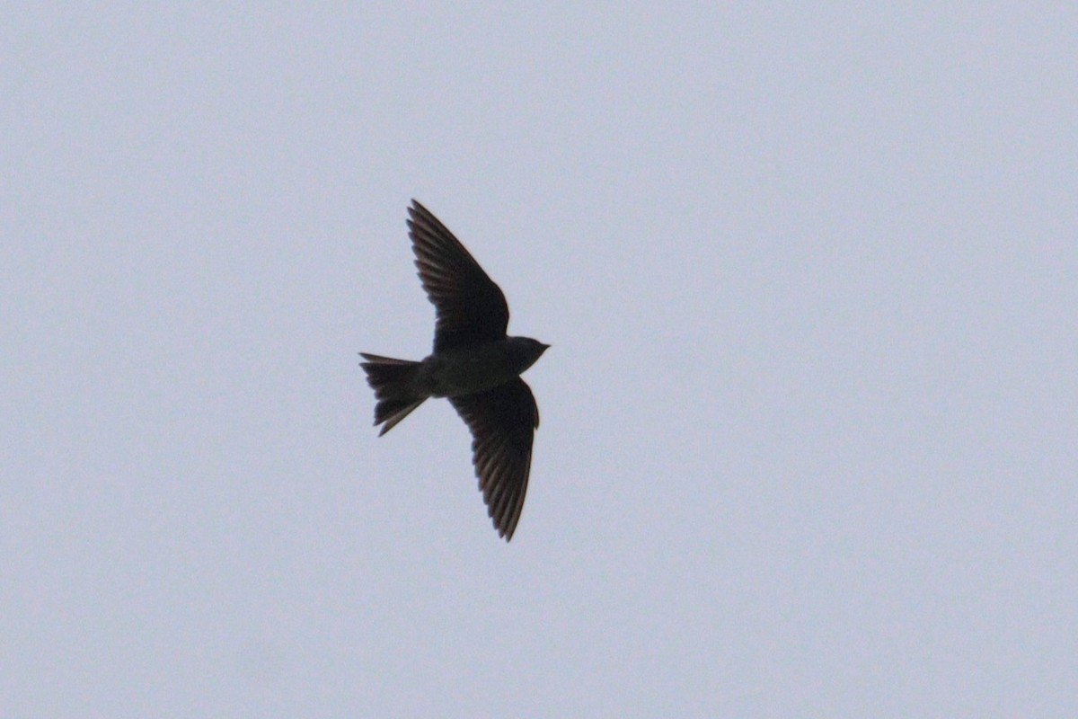 Golondrina Purpúrea - ML620211967