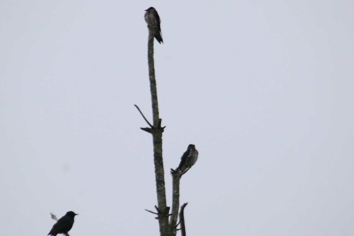 Purple Martin - James Teitgen