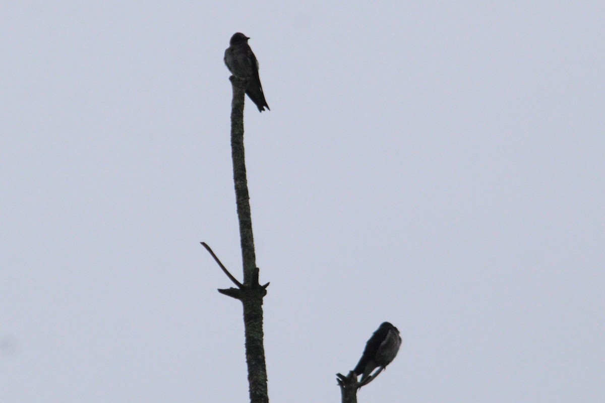 Purple Martin - ML620211970