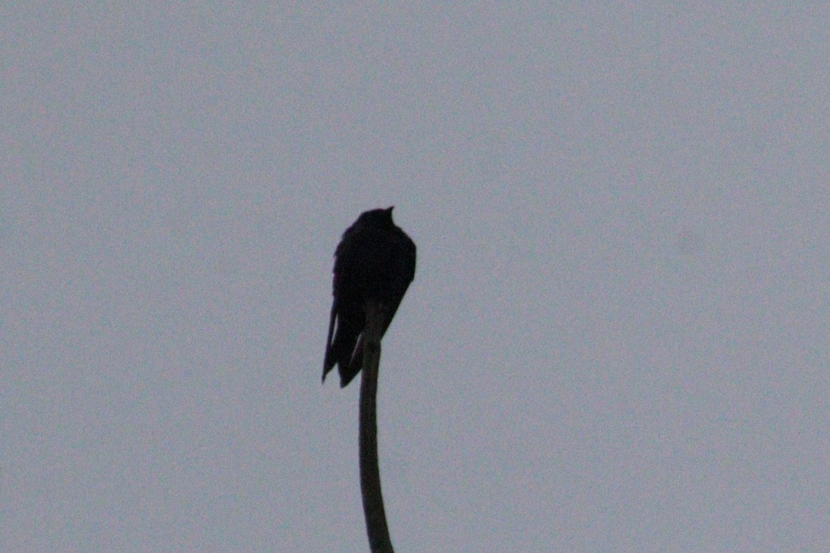 Golondrina Purpúrea - ML620211971