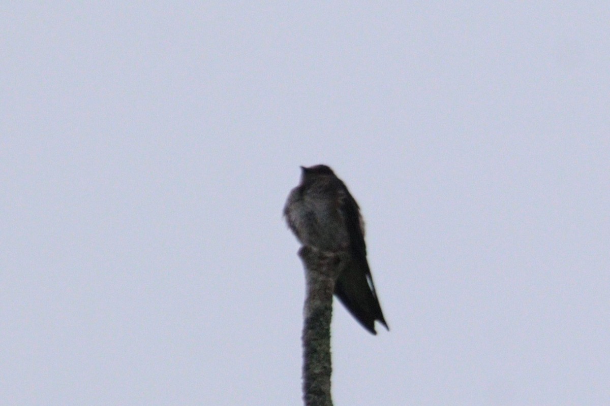 Golondrina Purpúrea - ML620211972