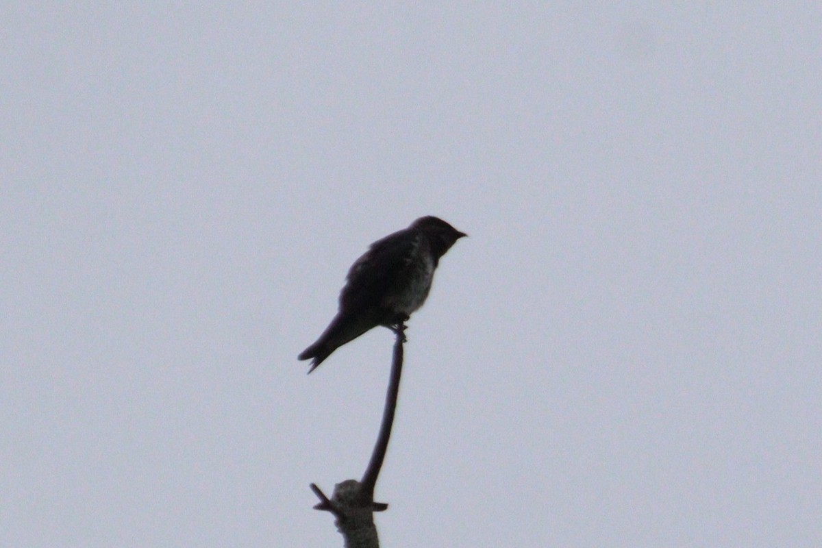 Purple Martin - James Teitgen