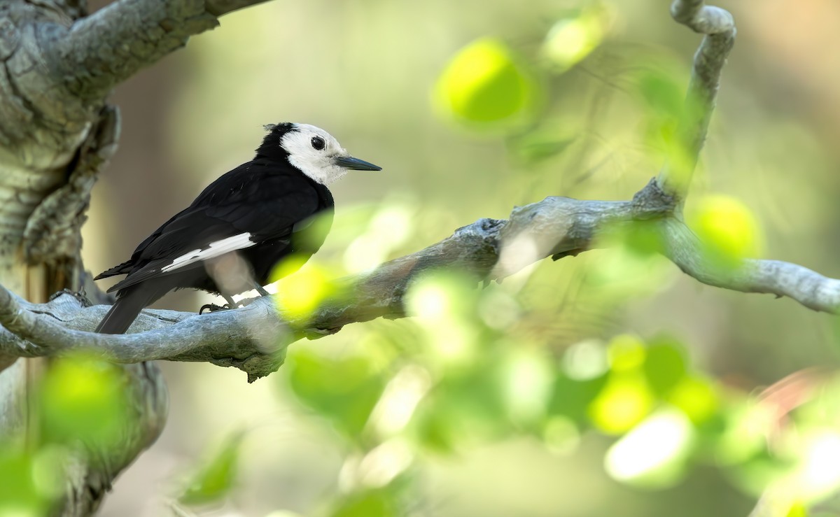 White-headed Woodpecker - ML620211975