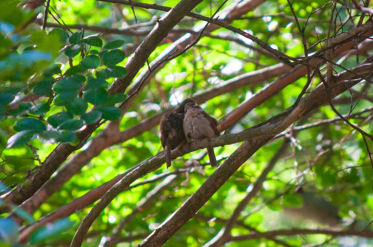 Carolina Wren - ML620211983