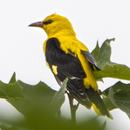 Eurasian Golden Oriole - ML620211987