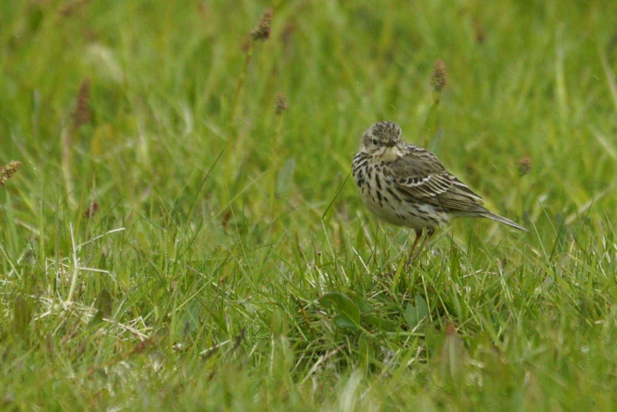 Meadow Pipit - ML620211988