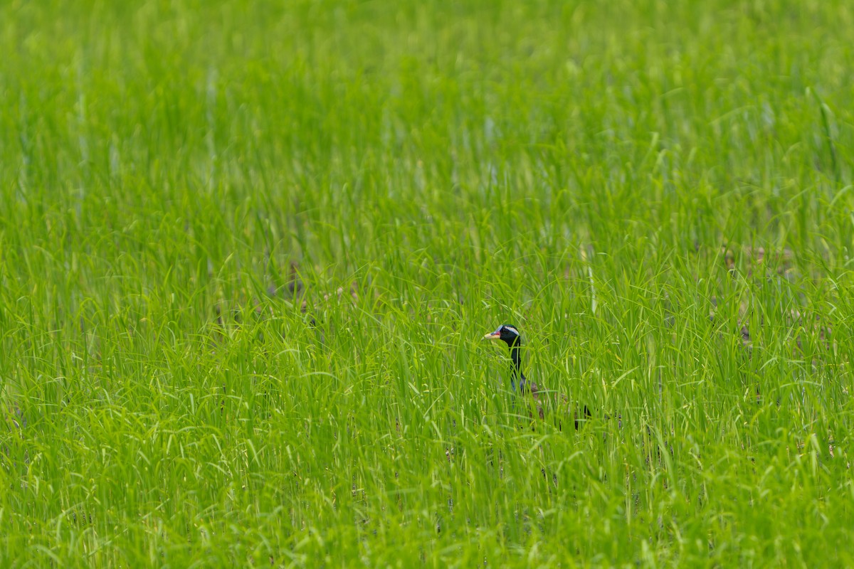 Jacana Bronceada - ML620212001