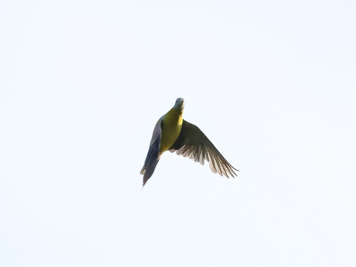 Yellow-footed Green-Pigeon - ML620212002