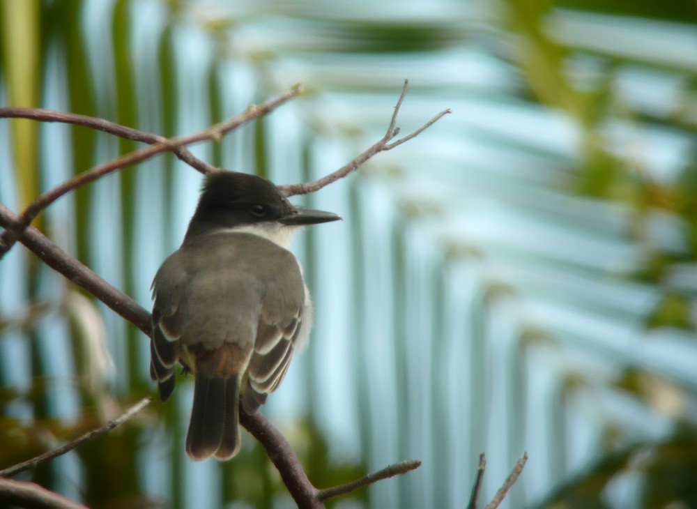 Loggerhead Kingbird - ML620212007