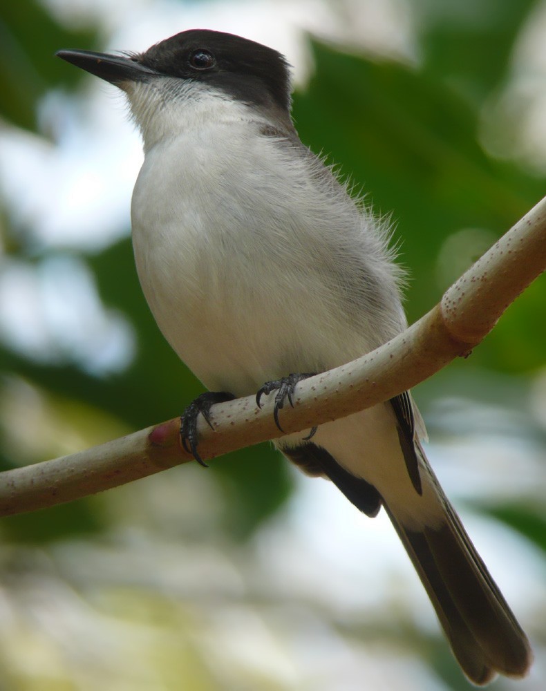 Loggerhead Kingbird - ML620212008