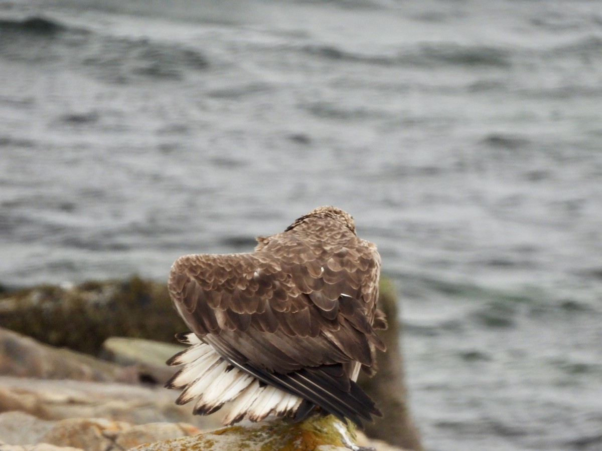 White-tailed Eagle - ML620212012