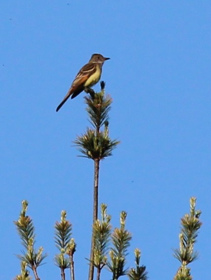 Great Crested Flycatcher - ML620212019