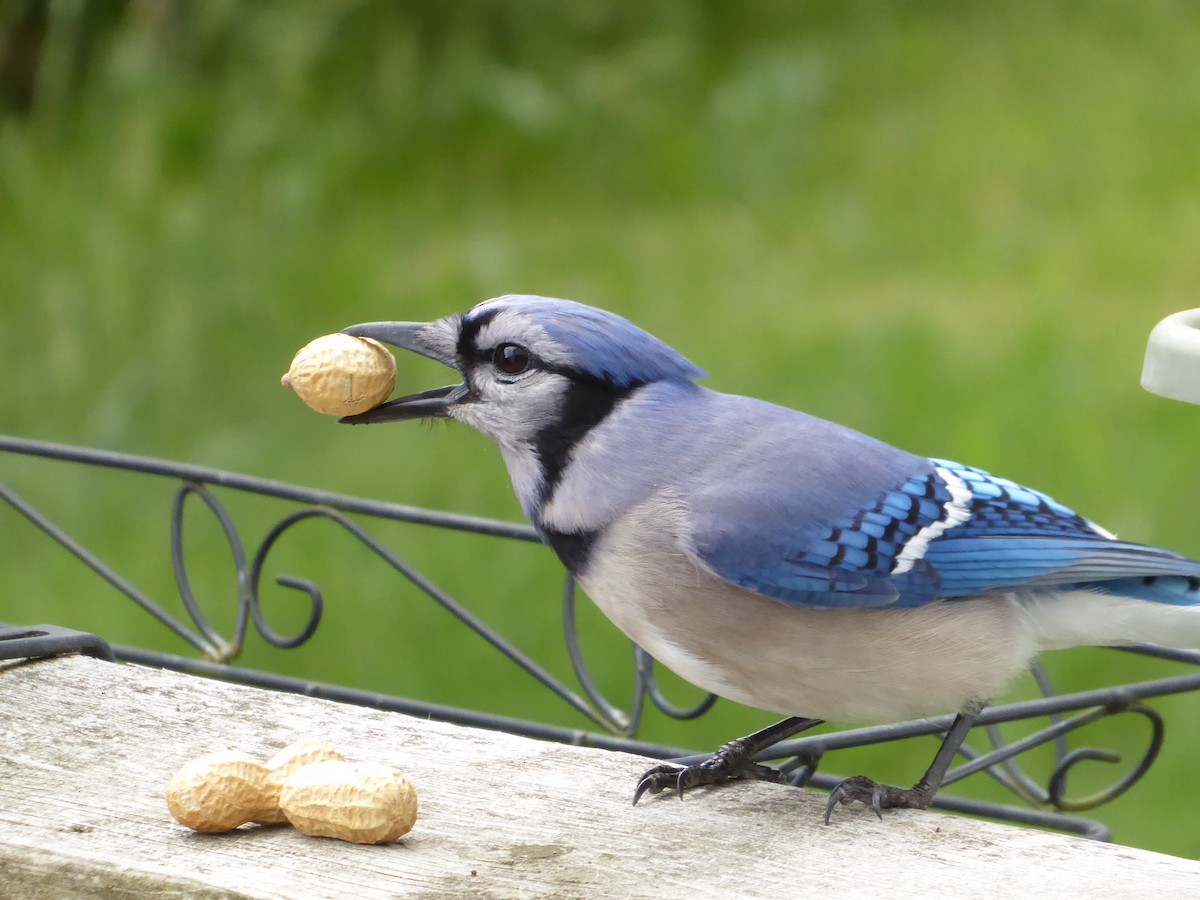 Blue Jay - ML620212021