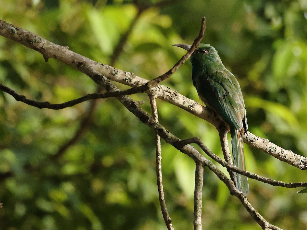 Blue-bearded Bee-eater - ML620212025