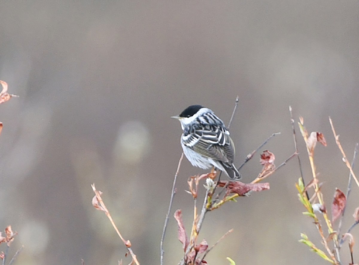 Blackpoll Warbler - ML620212027