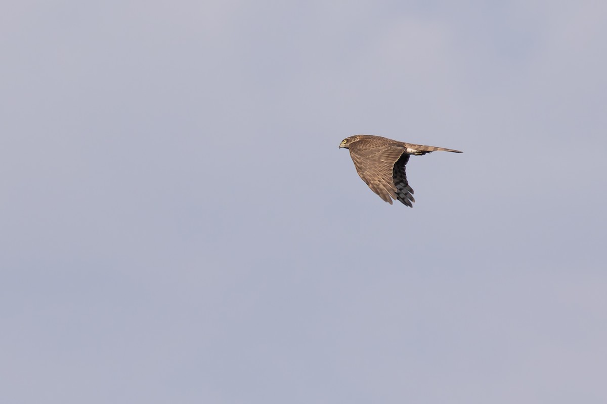 Eurasian Sparrowhawk - ML620212034