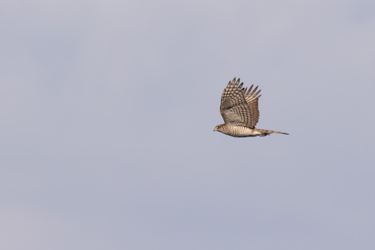 Eurasian Sparrowhawk - ML620212035