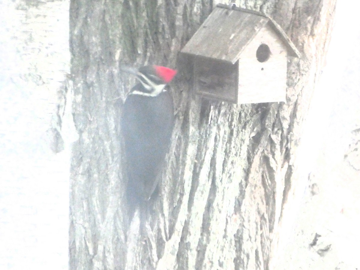 Pileated Woodpecker - ML620212036