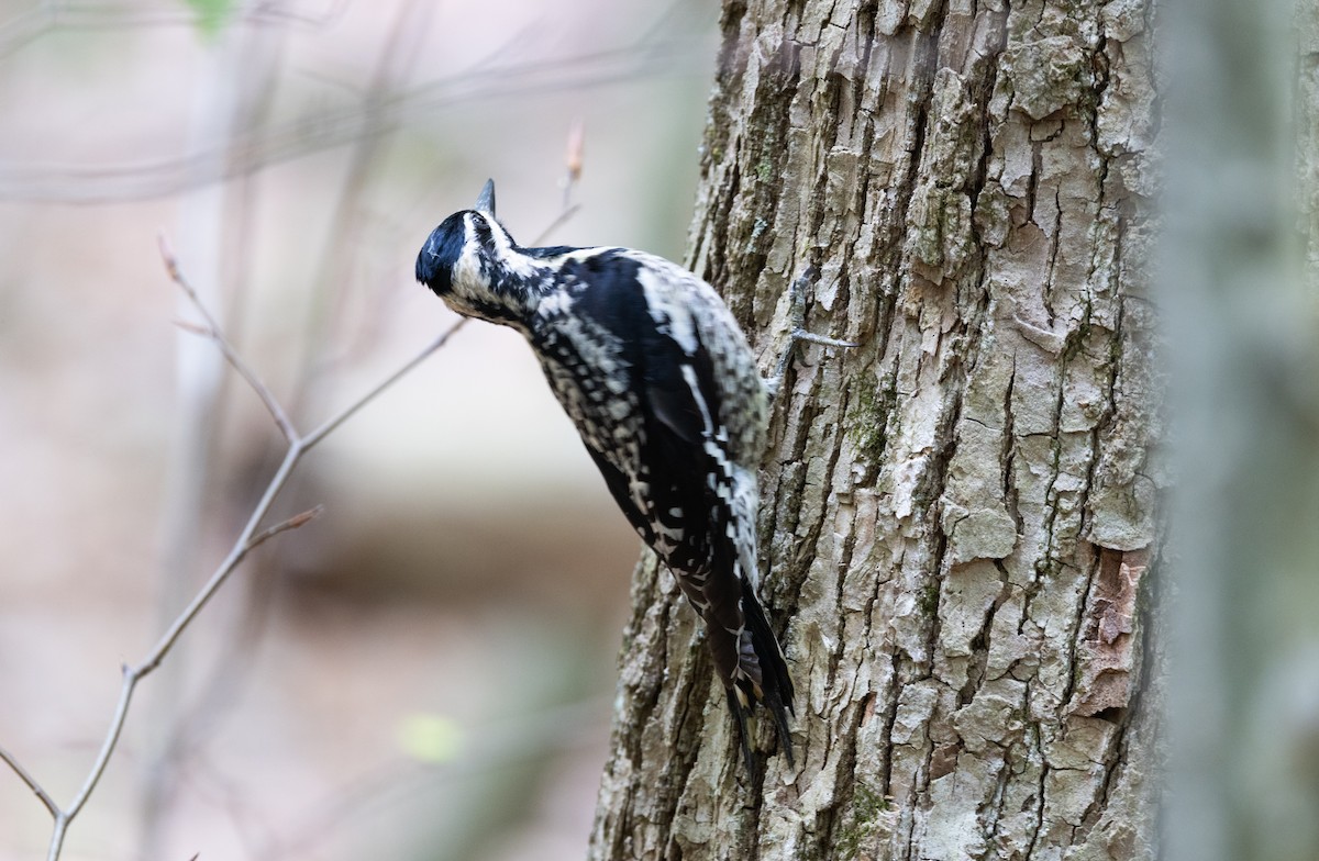 Yellow-bellied Sapsucker - ML620212038