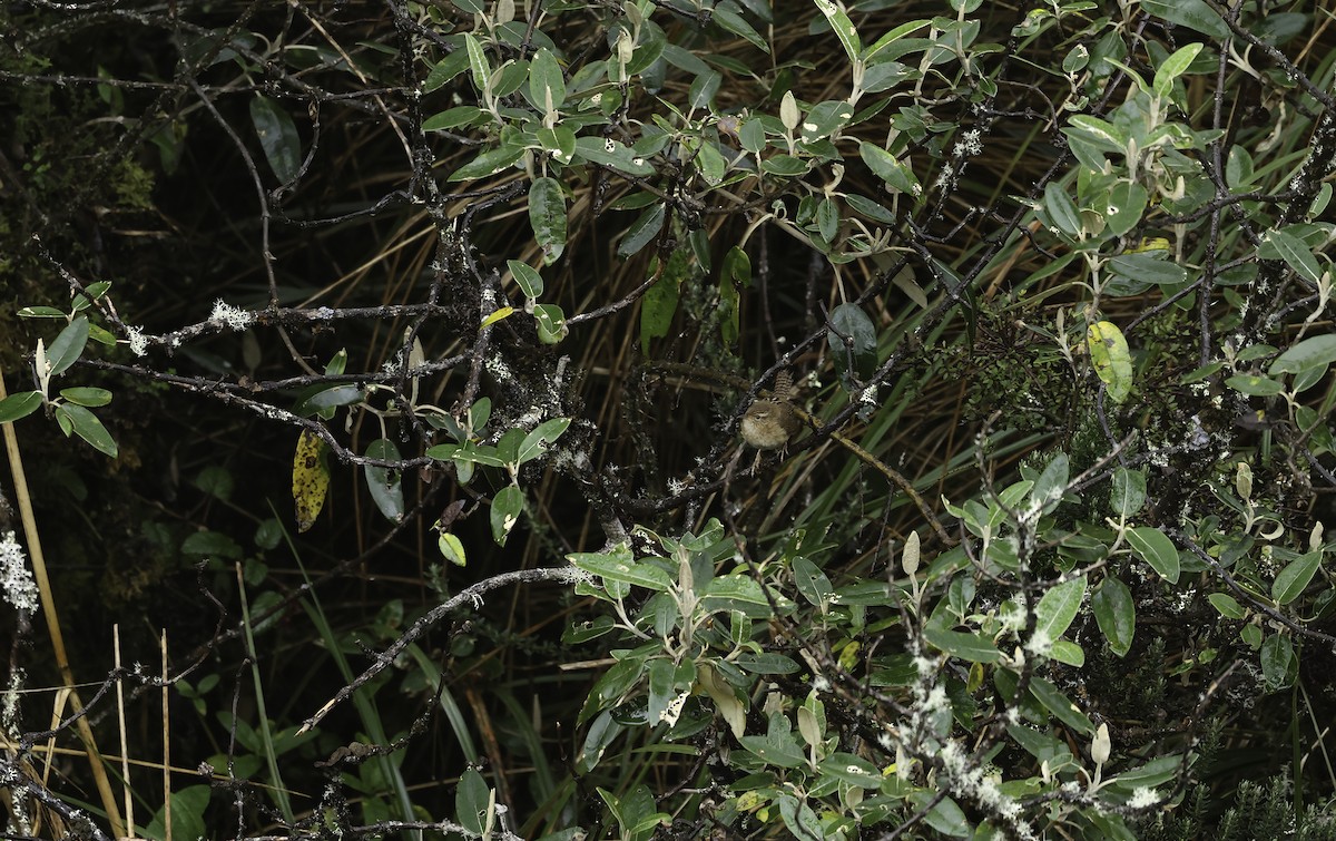 Grass Wren (Paramo) - ML620212040