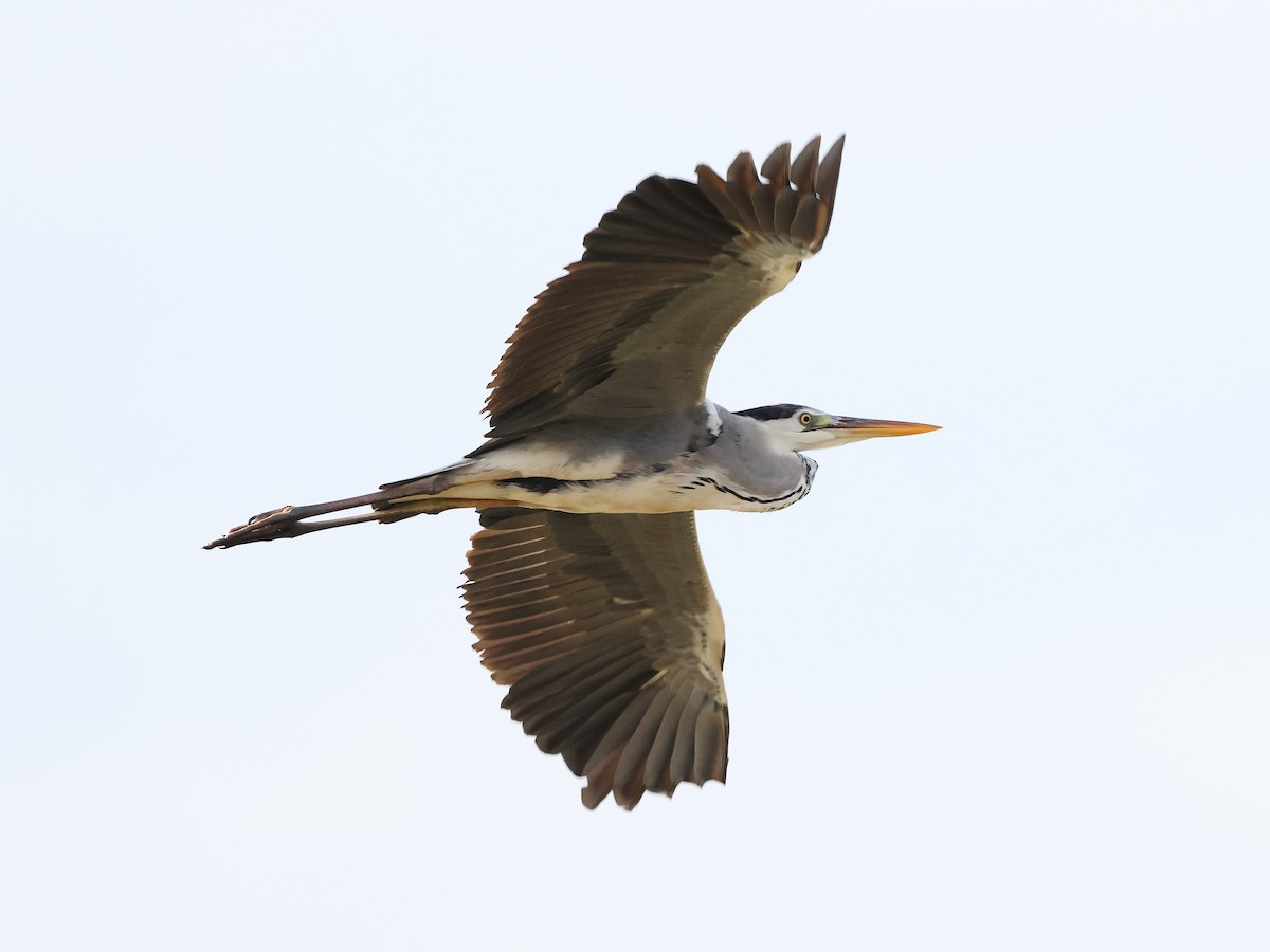 Gray Heron - ML620212041