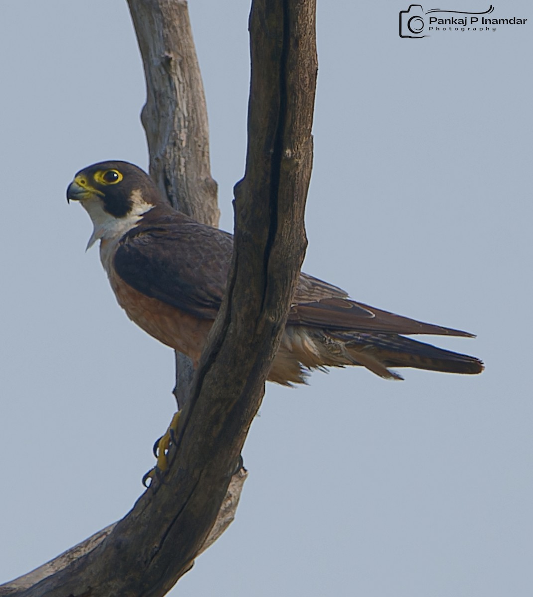 Peregrine Falcon (Shaheen) - ML620212049