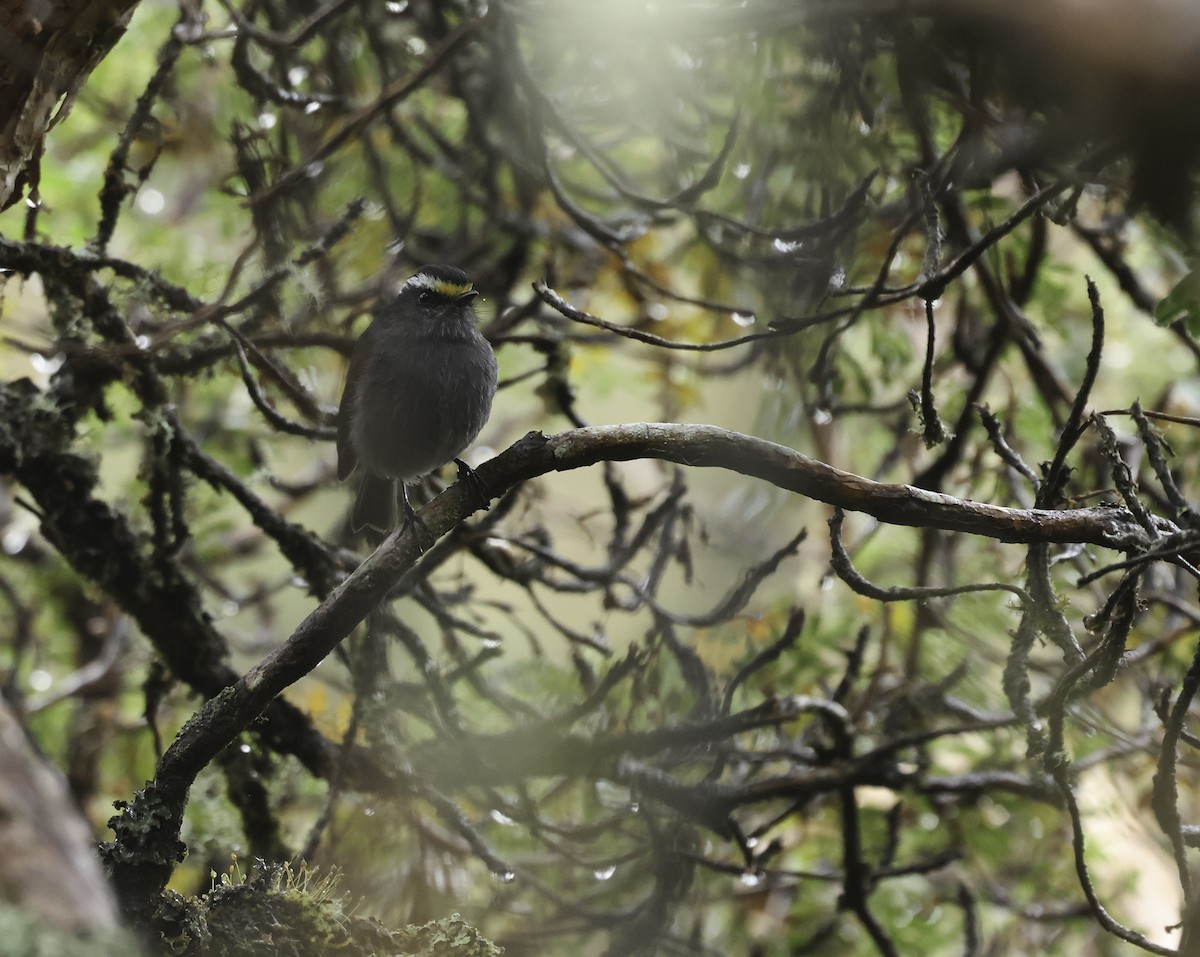 チャガシラヒタキタイランチョウ（frontalis／albidiadema） - ML620212050