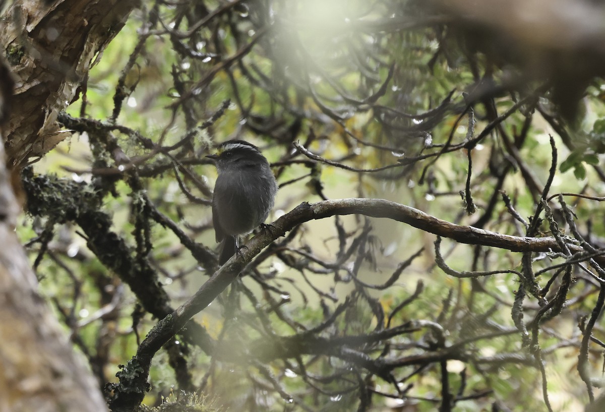 Crowned Chat-Tyrant (Crowned) - ML620212051