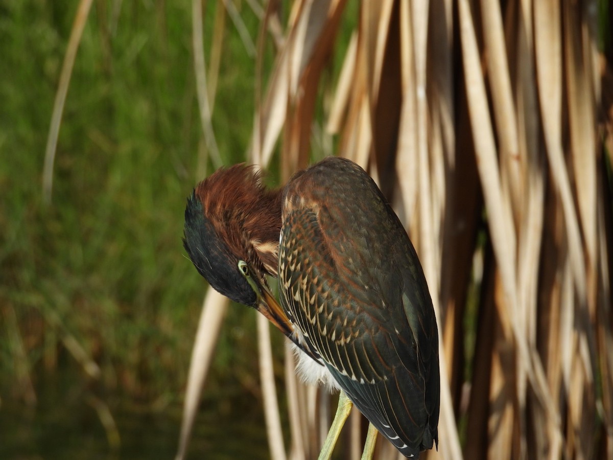 Green Heron - ML620212057