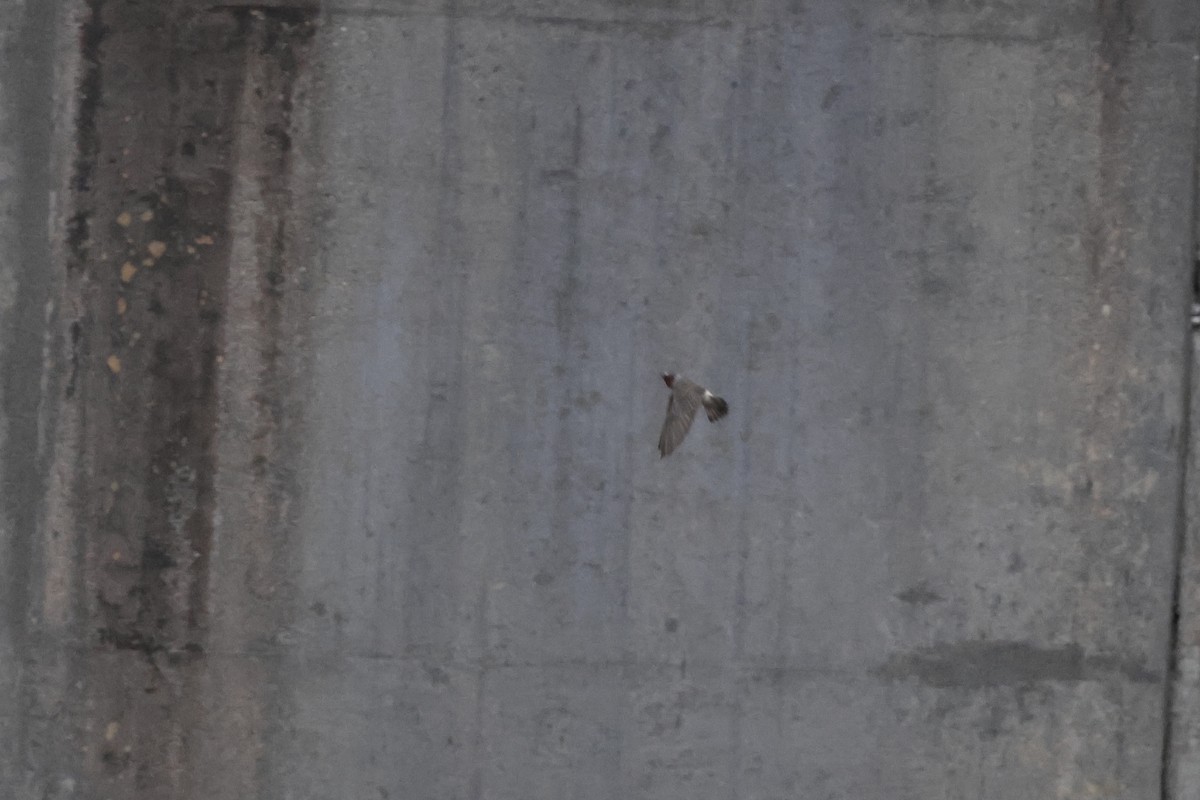 Cliff Swallow - ML620212061