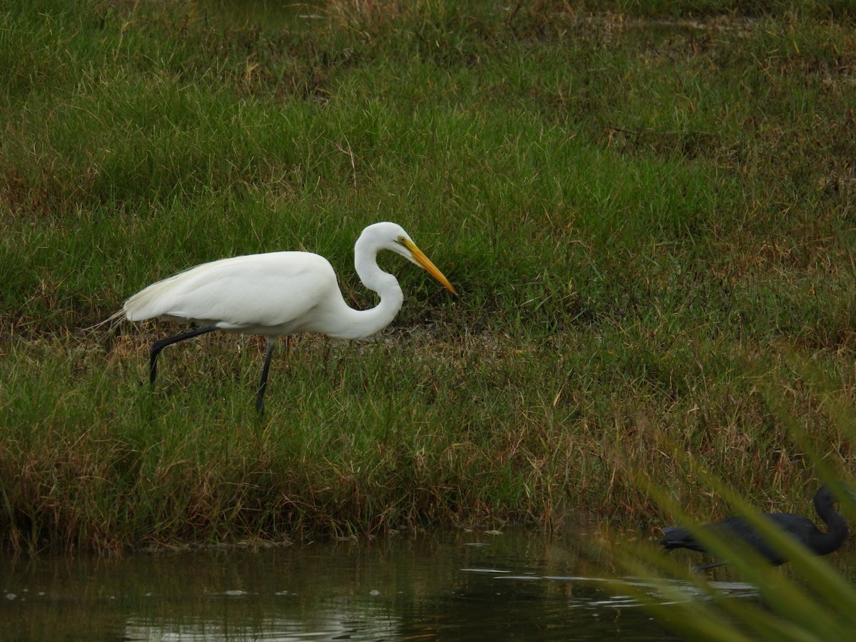 Great Egret - ML620212065