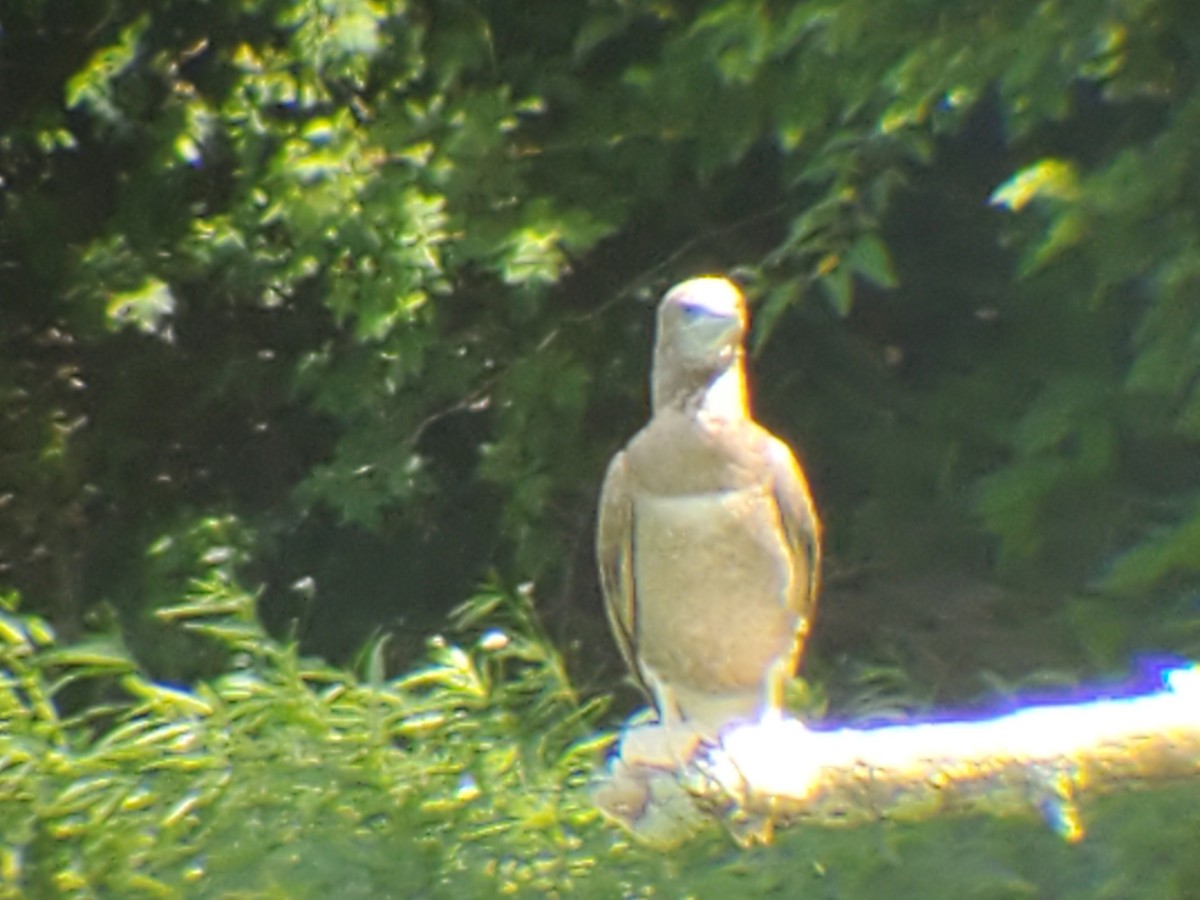 Brown Booby - Gerald Heath