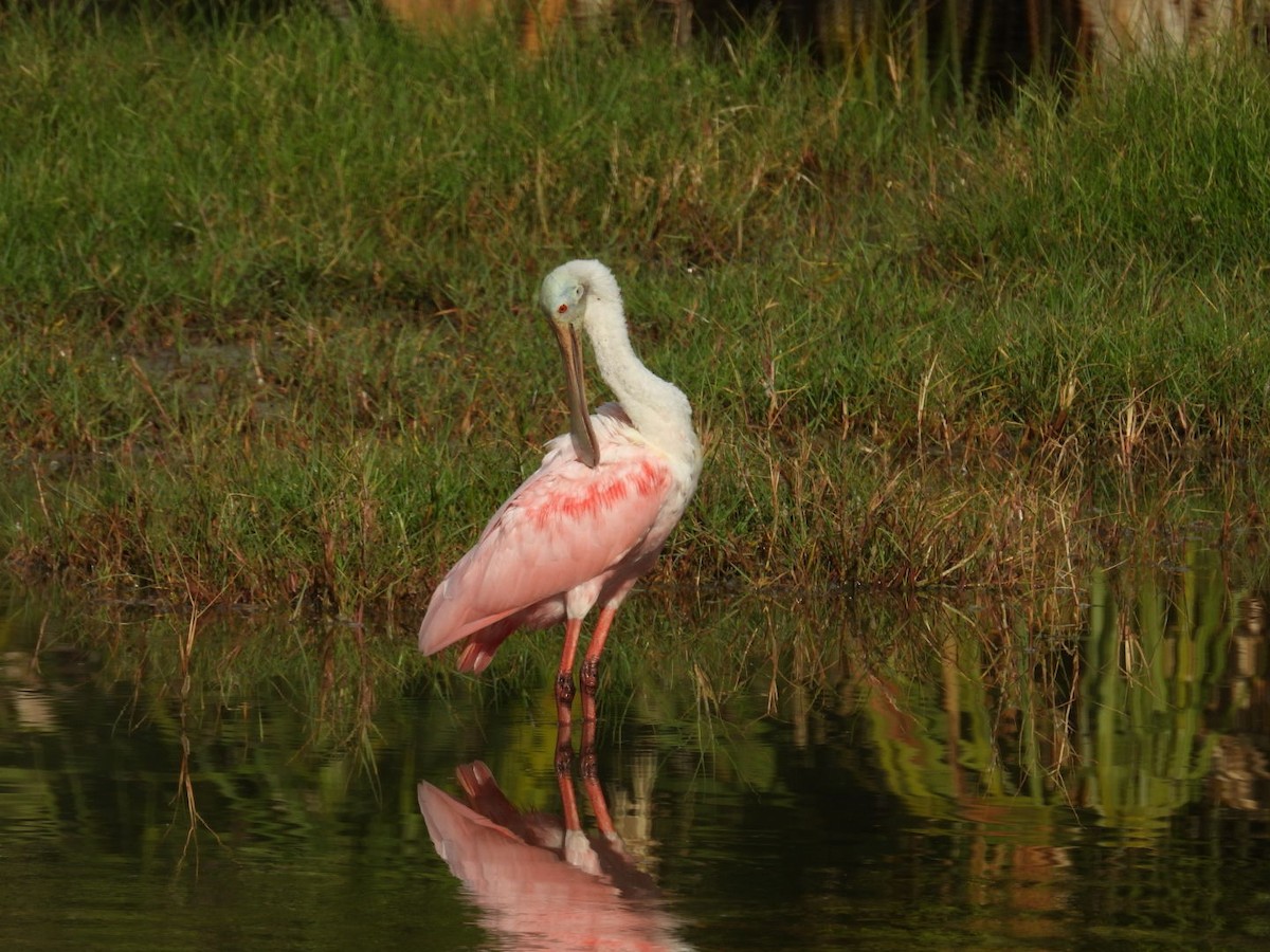 Roseate Spoonbill - ML620212091