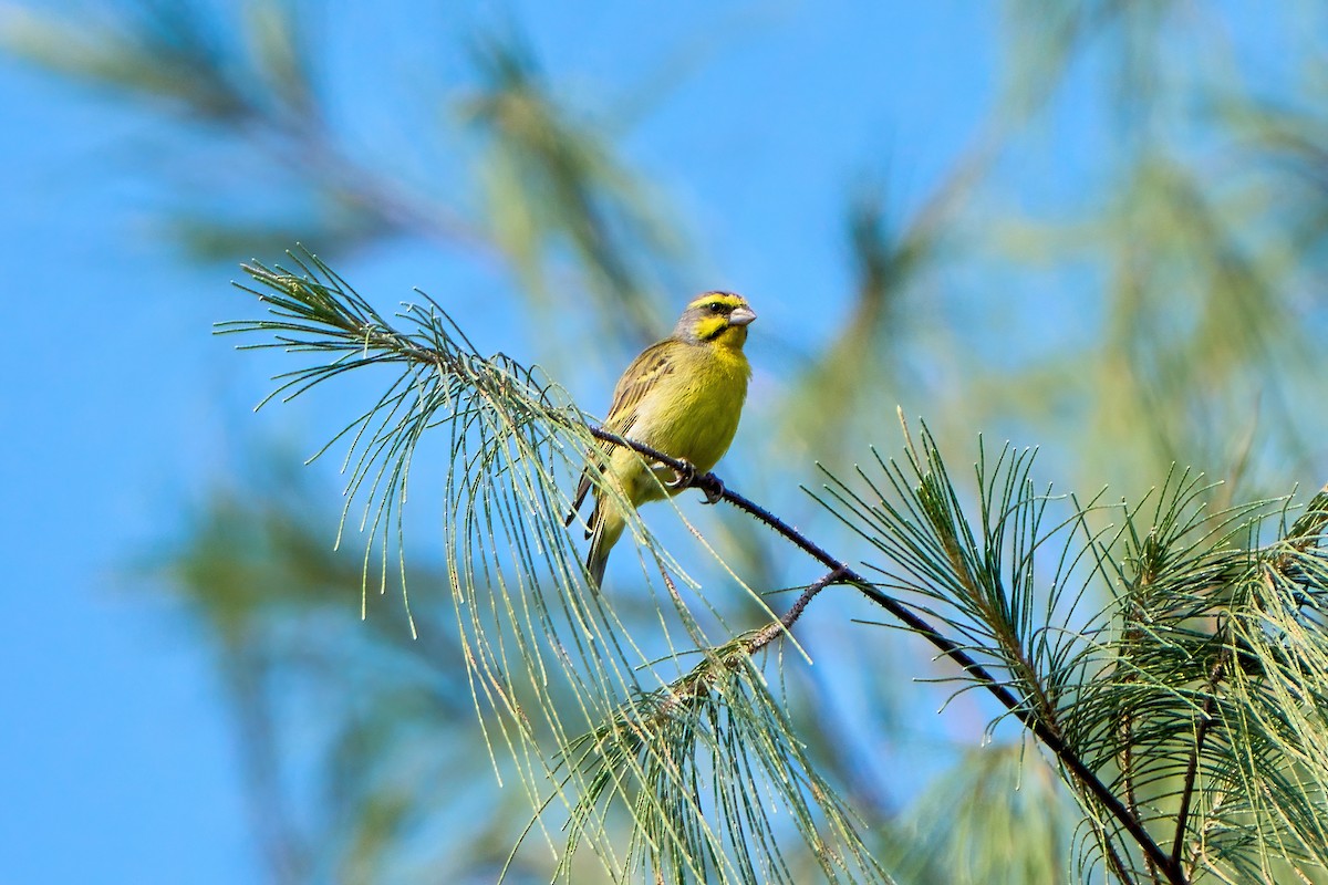 Yellow-fronted Canary - ML620212111