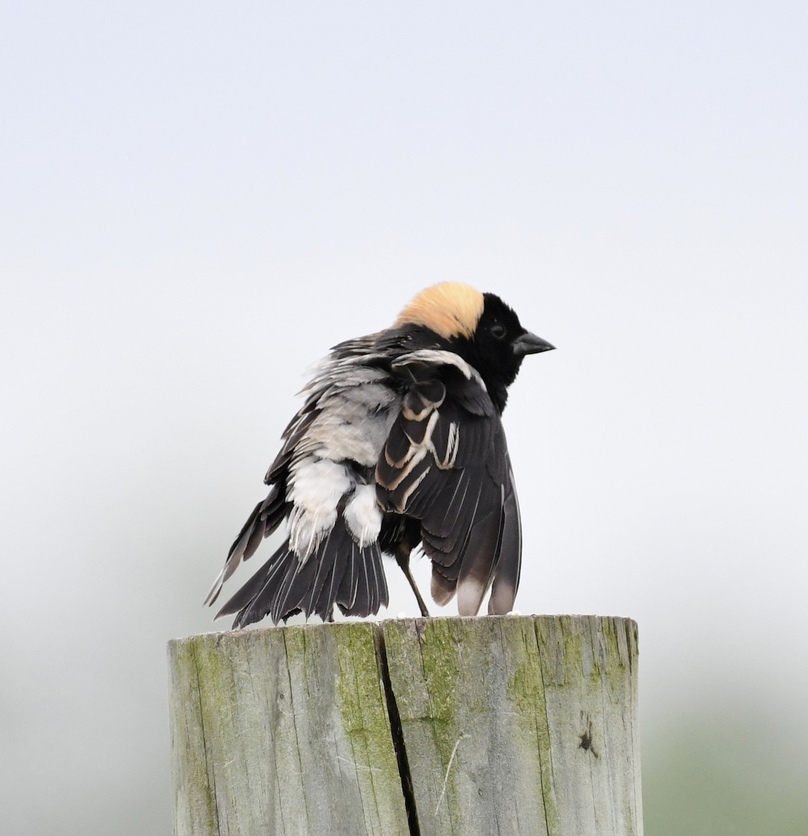 Bobolink - ML620212118