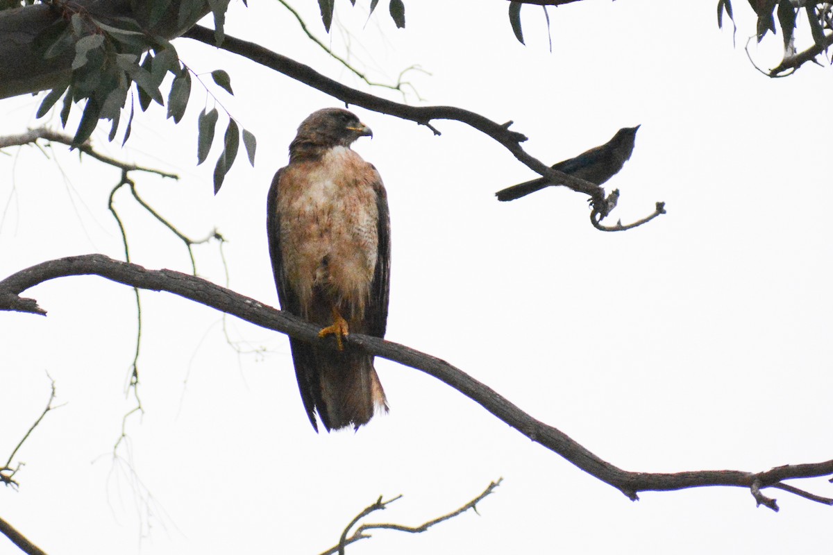 Red-tailed Hawk (calurus/alascensis) - ML620212125