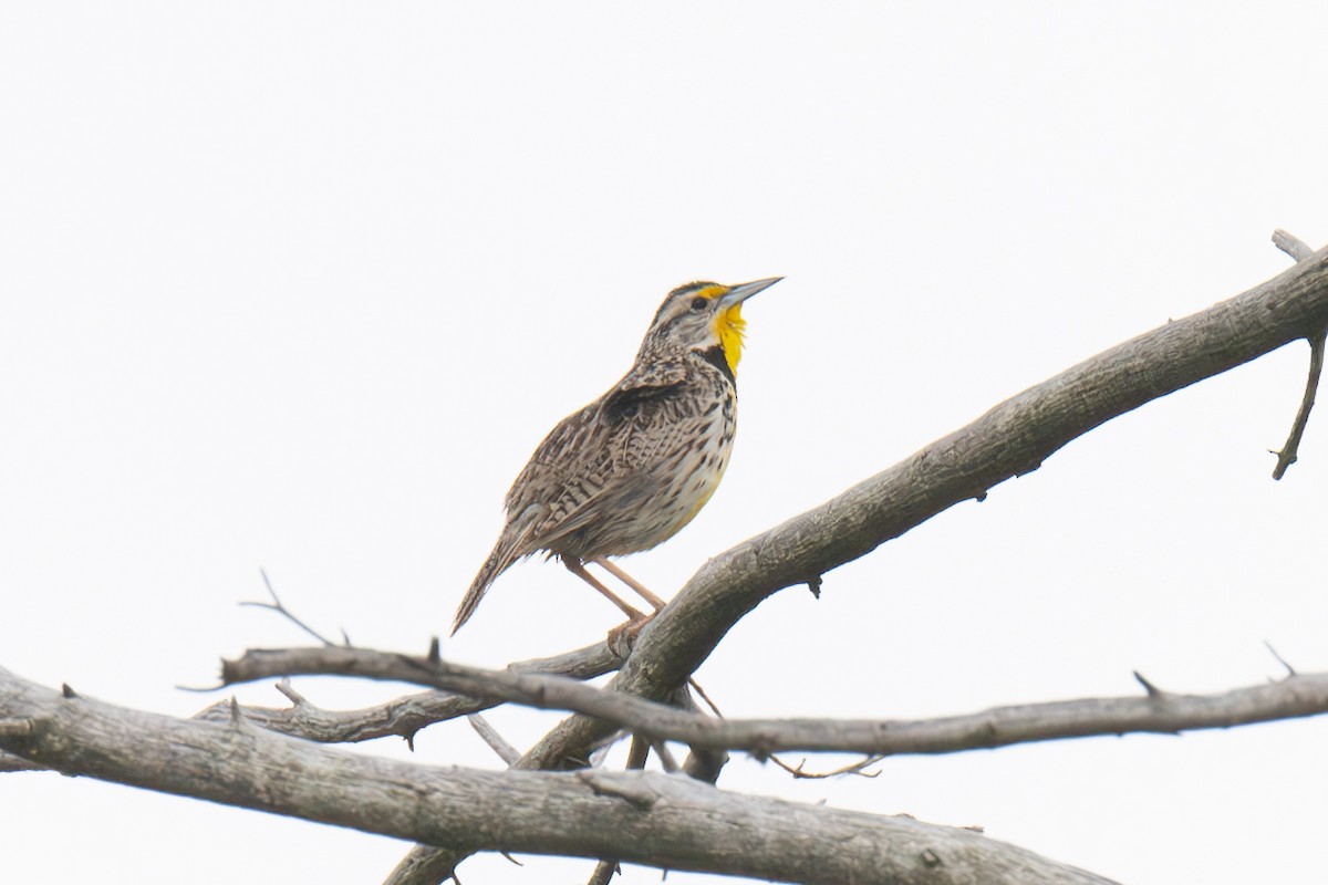 Western Meadowlark - ML620212130