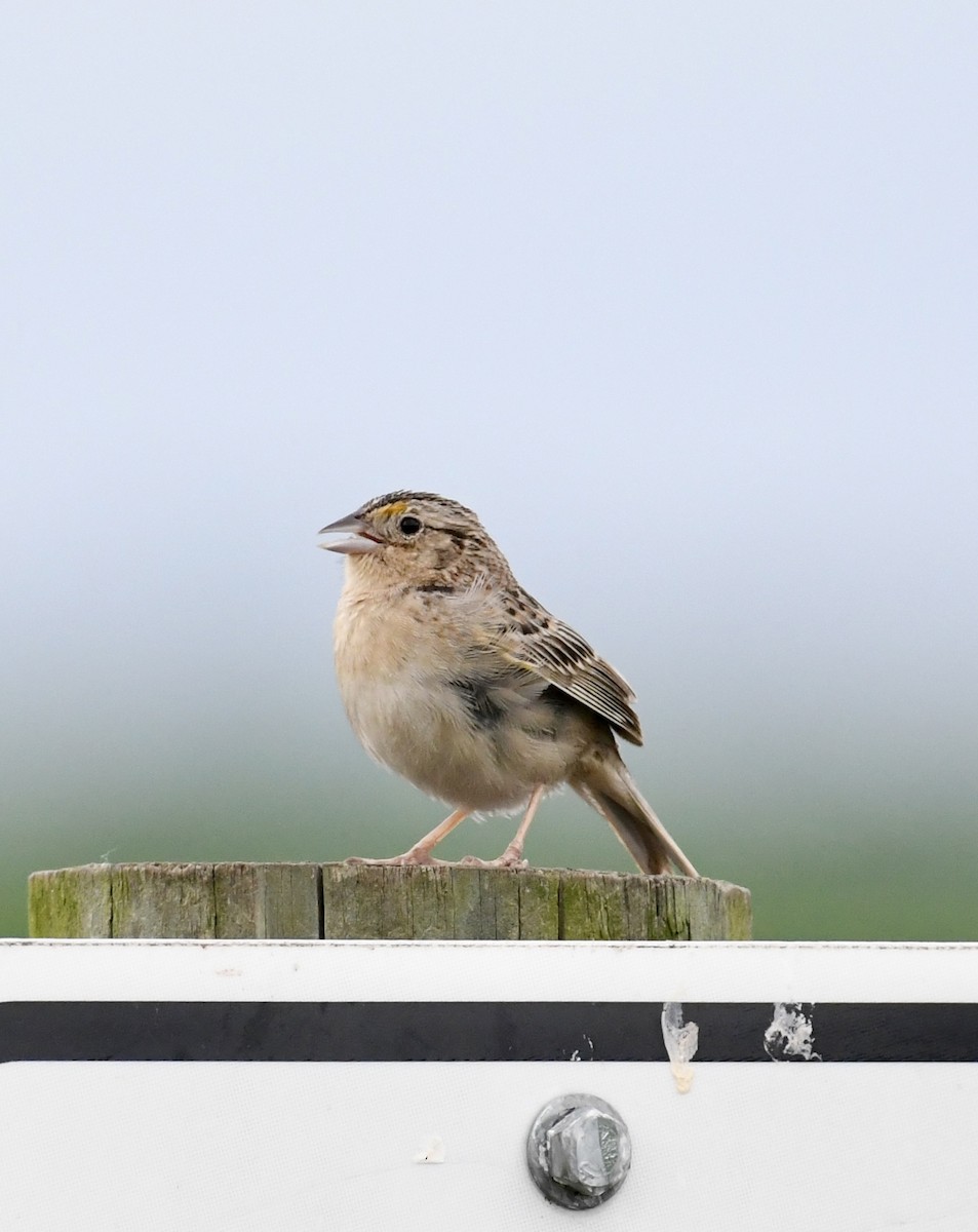 Grasshopper Sparrow - ML620212132