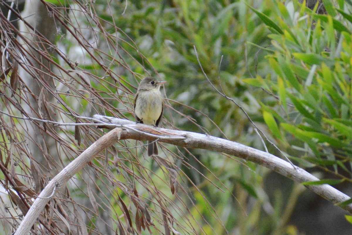 Western Flycatcher (Pacific-slope) - ML620212134