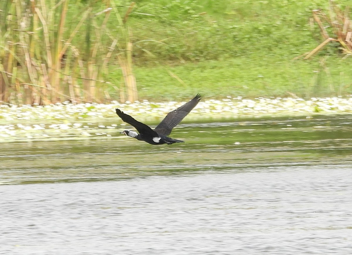 Great Cormorant - ML620212141