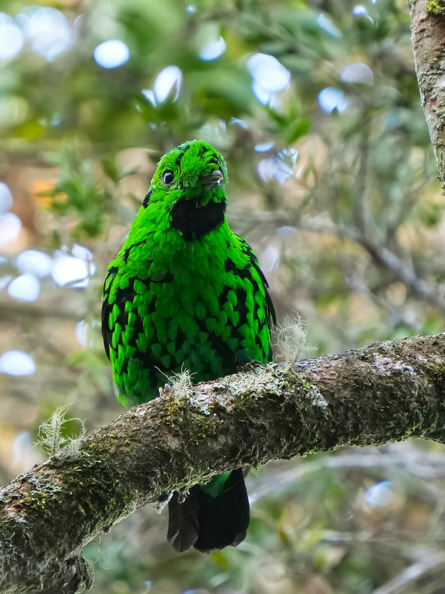 Whitehead's Broadbill - ML620212145