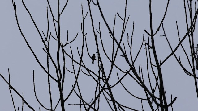 Cerulean Warbler - ML620212177