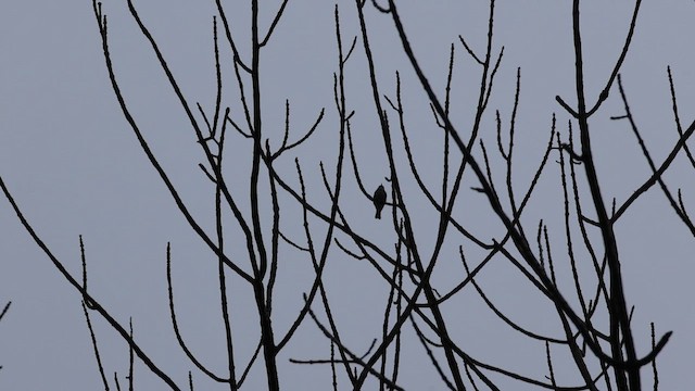 Cerulean Warbler - ML620212178