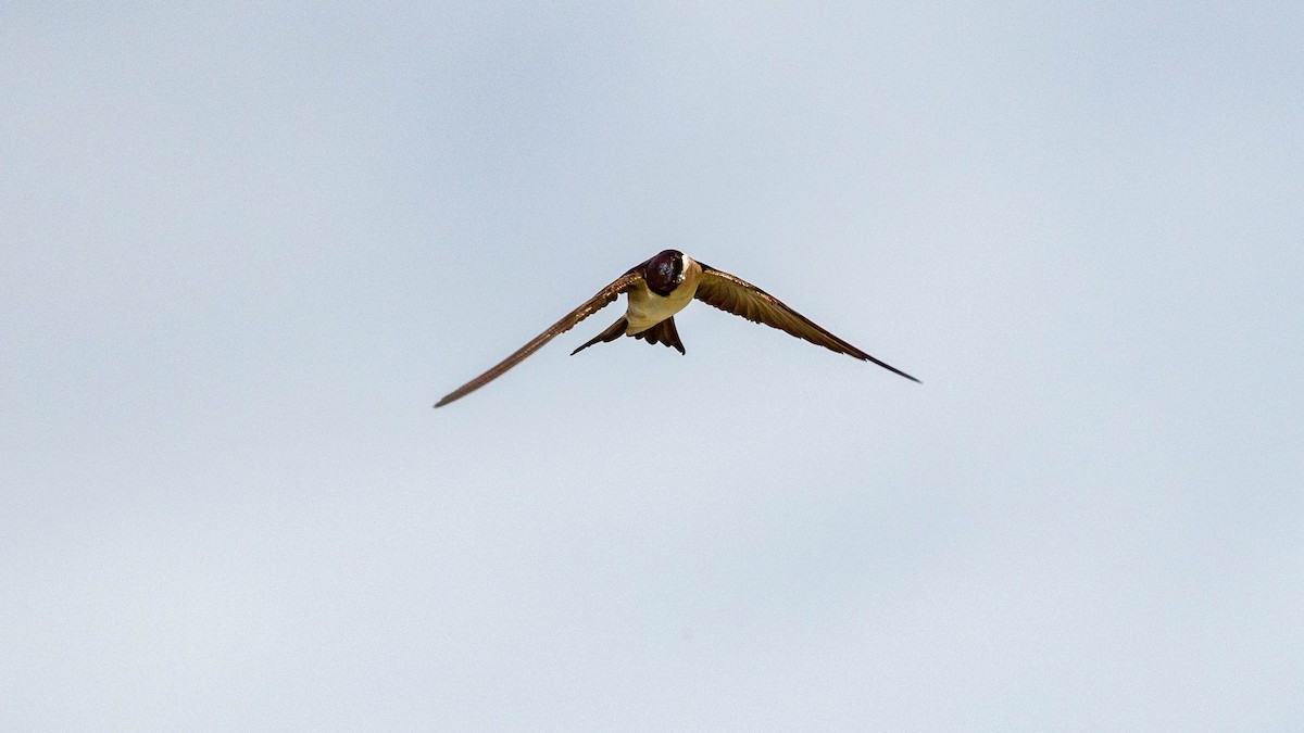 Western House-Martin - ML620212193