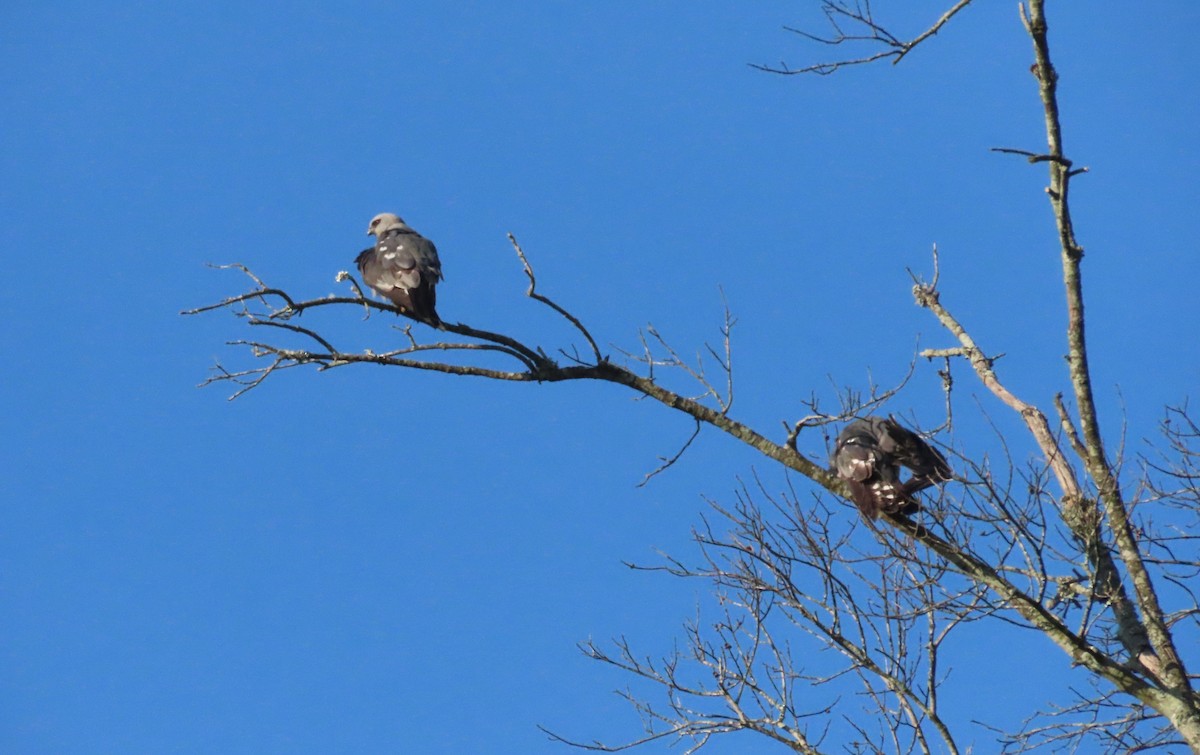 Mississippi Kite - ML620212210