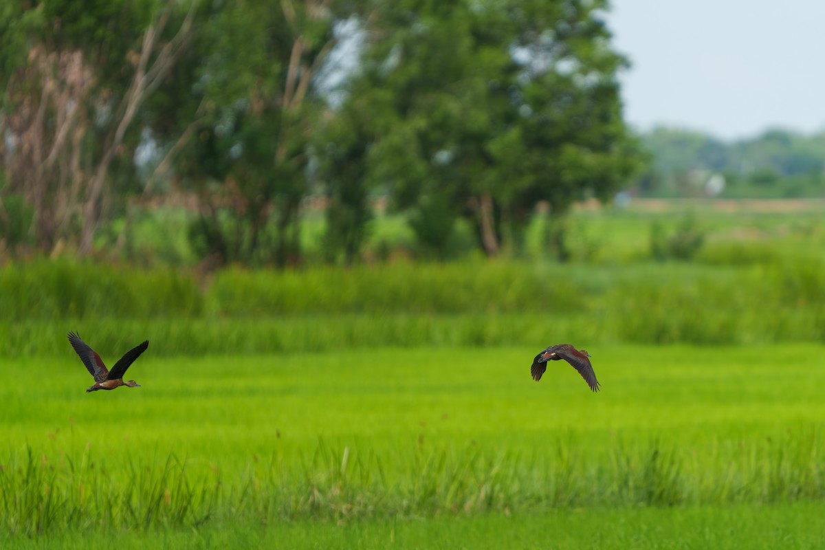 Lesser Whistling-Duck - ML620212213